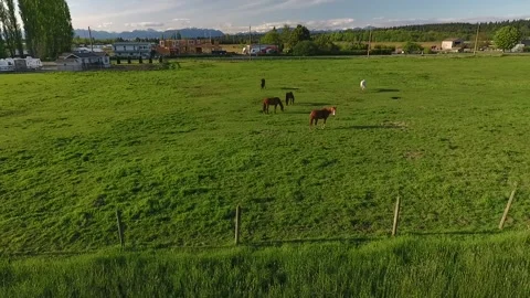 Horses in Ranch Stock Footage 255234971