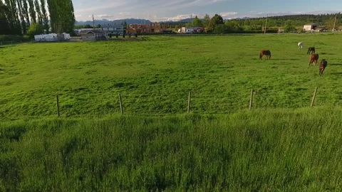 Horses in Ranch Stock Footage 255235020