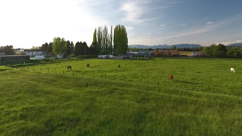 Horses in Ranch Stock Footage 255235031