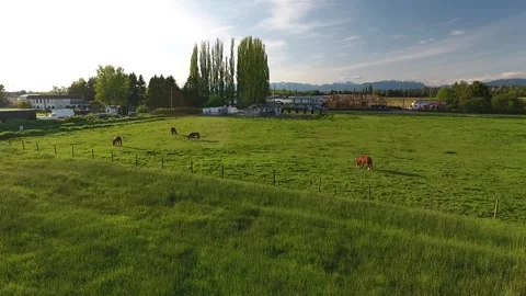 Horses in Ranch Stock Footage 255235088