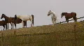 Horses on Ranch Hill HD Footage
