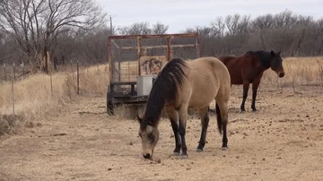 Horses in ranch pasture. Stock Footage 85565723