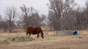 Horses in ranch pasture. Stock Footage 85565831