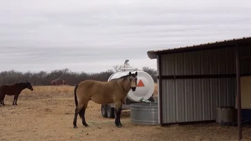 Horses in ranch pasture. Video stock 85565874