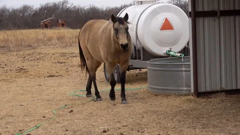 Horses in ranch pasture. Video stock 85566285