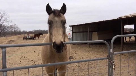 Horses in ranch pasture. Video stock 85566417