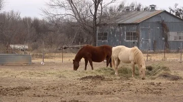 Horses in ranch pasture. Stock Footage 85566555