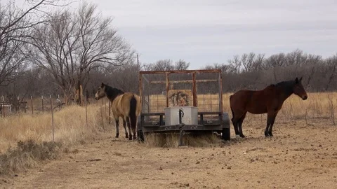 Horses in ranch pasture. Stock Footage 85566586