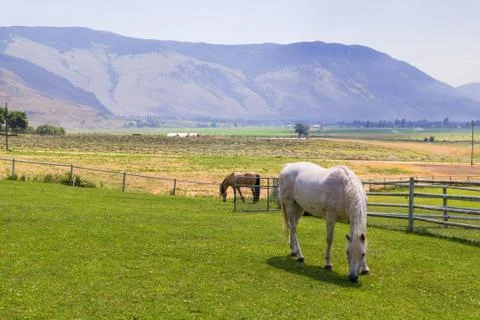 Horses  at ranch Stock Photos