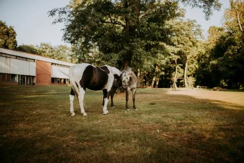 Horses on the ranch Foto stock