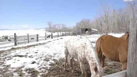Horses in ranch on a winter day Stock Footage 83864870