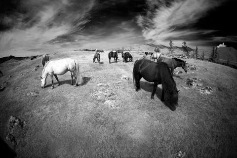 Horses on range Foto stock