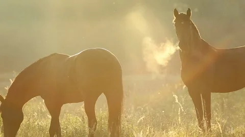Horses in the rays of the rising sun Stock Footage 73938207