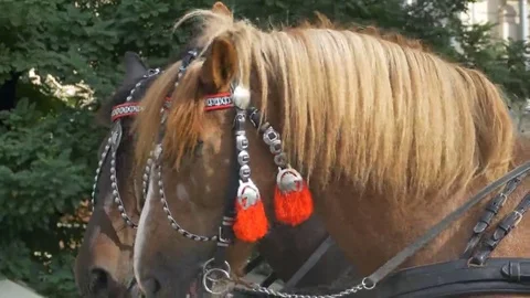 Horses with Red Harness Stock Footage 69270347