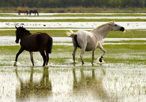 Horses with reflections Stock Photos
