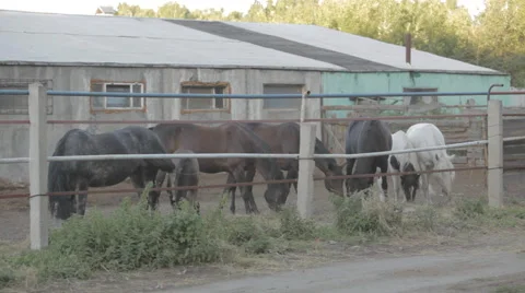 Horses relax on stable Stock Footage 52807897