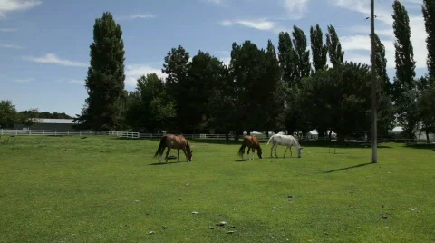 Horses relaxing Stock Footage 529142