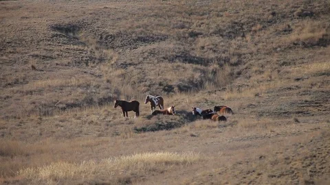 Horses rest on the hillside Stock-Footage 79414341