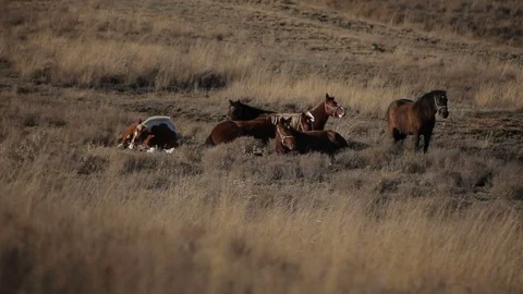 Horses rest in the sun Stock Footage 79414677