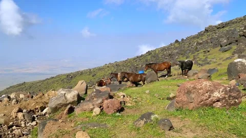 Horses resting at a base camp on Mount Ararat in Turkey Stock Footage 343804872