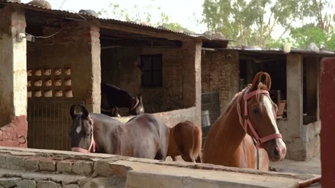 Horses Resting Outside Brick Stable in Rajasthan Video stock 311797765