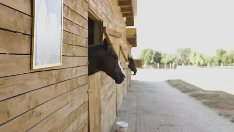 The horses is resting in the stable Stock Footage 229157848