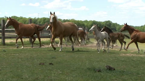 HORSES RETURN FROM FIELD Video stock 34957978