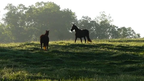 Horses on a Ridge Stock Footage 69778551