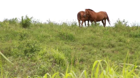 Horses on a ridgeline Stock-Footage 44972660