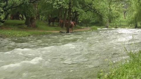 Horses on the river 1 Stock-Footage 51111353