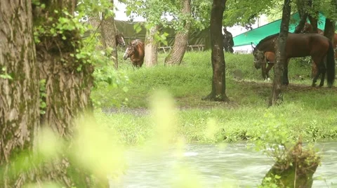 Horses on the river 2 Vidéo 51111401