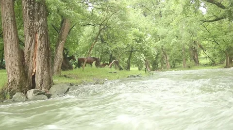 Horses on the river 3 動画素材 51111411