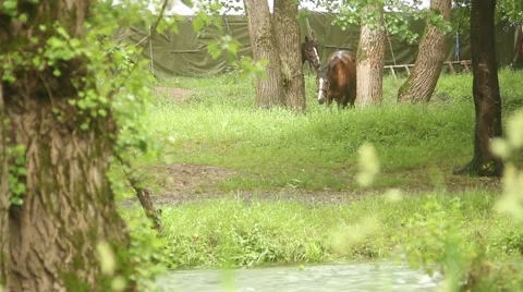 Horses on the river 4 스톡 동영상 51111417