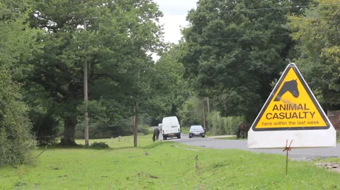 Horses in road 1 Video stock 917255
