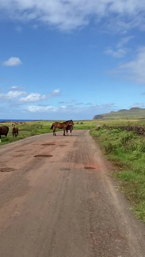 Horses on a road in Easter Island Видео 342841058