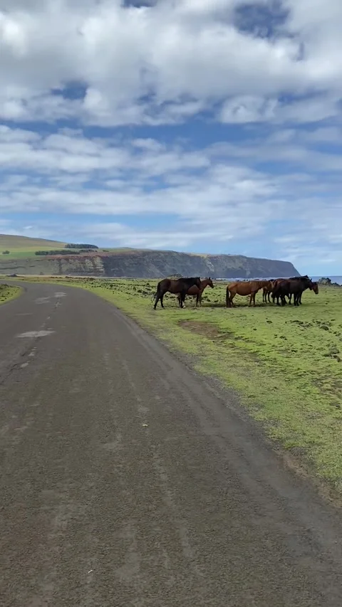 Horses on a road in Easter Island Vídeo Stock 342841676