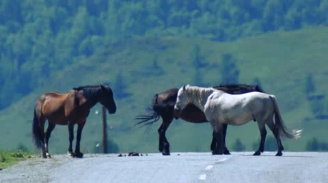 Horses on the road Stock Footage 12306584