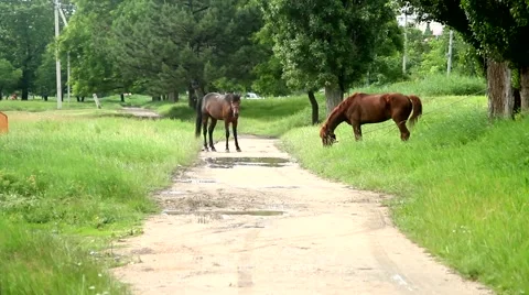 Horses on the road 動画素材 51426601