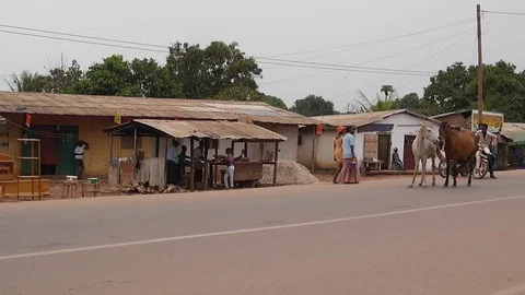 Horses on the road Stock Footage 80622705