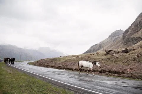 Horses on a road Stock Photos