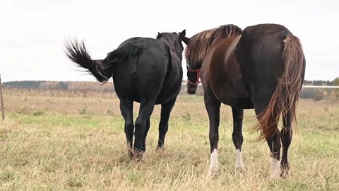 Horses roam in a spacious pasture, improving health through movement and natural Stock Footage 305653224