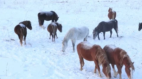 Horses roaming at winter 스톡 동영상 60942487