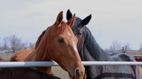 Horses rub noses against each other Stock Footage 51441853