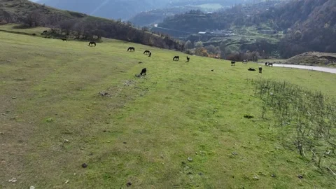 Horses ruminating in a field 1 Video stock 337507041