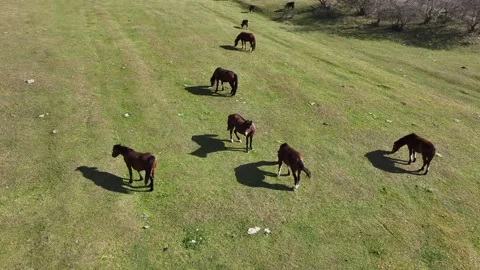 Horses ruminating in a field 2 Stockbeeldmateriaal 337507094