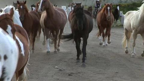 Horses Run In 2 Stock Footage 75848406