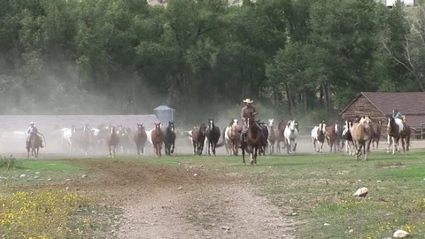 Horses Run in 4 Stock Footage 75846187