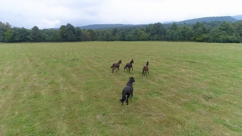 Horses run across the field Stock Footage 121753124