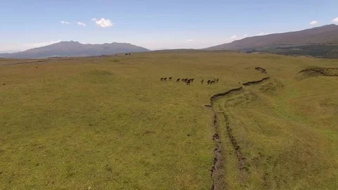 Horses Run across the Plain as Camera Approaches Video stock 77735725
