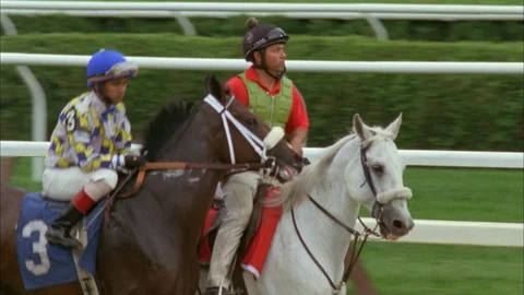 Horses run along the track Stock Footage 111344044